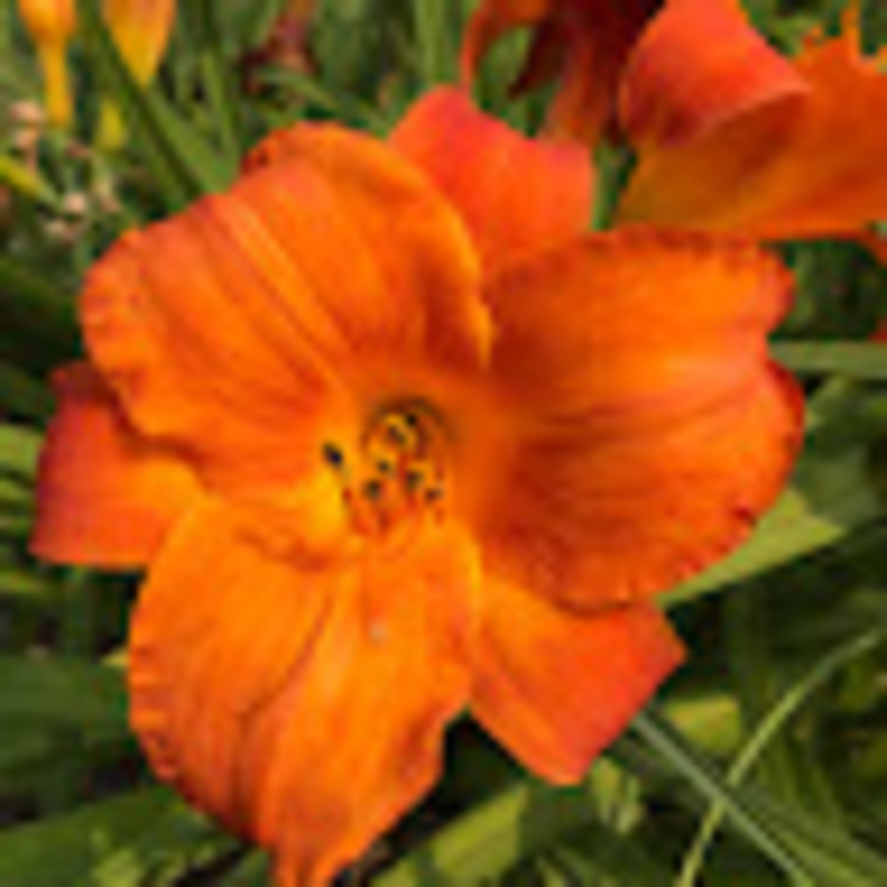 Meet your Posher, Joyful